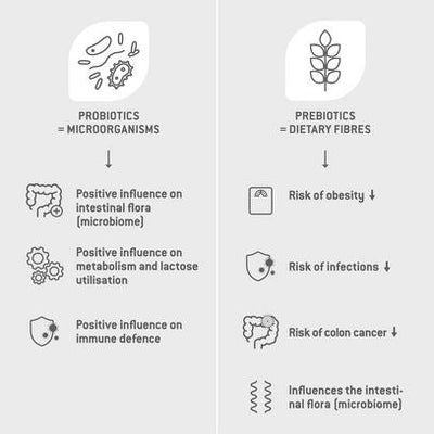 HEALTHY INTESTINAL FLORA